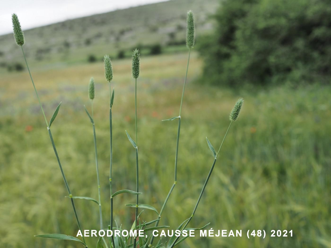 Cat's-tail, Smaller Meadow plant